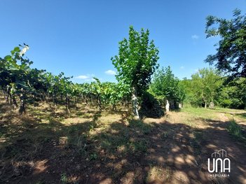 agricultural em Via dos Parreirais, Vale dos Vinhedos - Bento Gonçalves - RS