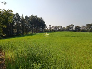 agricultural em Avenida São Casemiro, Colônia Cristina - Araucária - PR