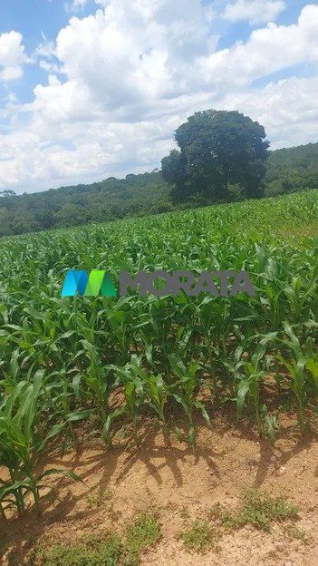 agricultural em Rodovia MGT 259, Santa Rita - Curvelo - MG