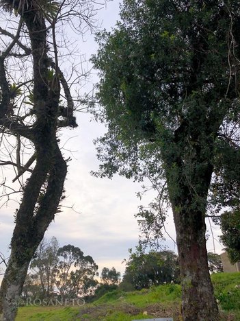 land_lot em Rua Marechal Floriano Peixoto, São Francisco de Paula - São Francisco de Paula - RS