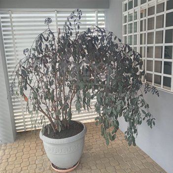 commercial_building em Rua Francisco Andreo Aledo, Barão Geraldo - Campinas - SP