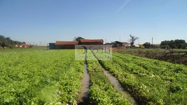 commercial_building em Estrada Municipal José Sedano, Conjunto Habitacional Residencial Olímpia - Campinas - SP