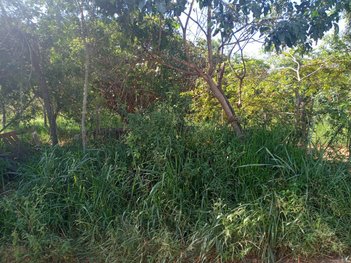 land_lot em Alameda de Rondon, Lundcea - Lagoa Santa - MG