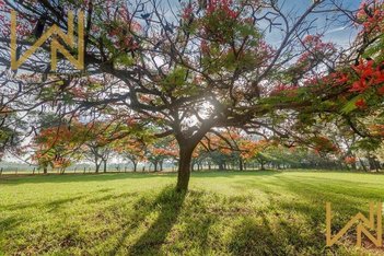 land_lot em Avenida Haras Patente, Residencial Haras Patente - Jaguariúna - SP
