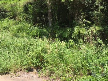 land_lot em Admar Gonzaga, Itacorubi - Florianópolis - SC