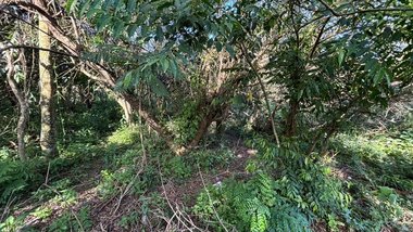 land_lot em Servidão Pedro Manoel Borba, Pântano do Sul - Florianópolis - SC