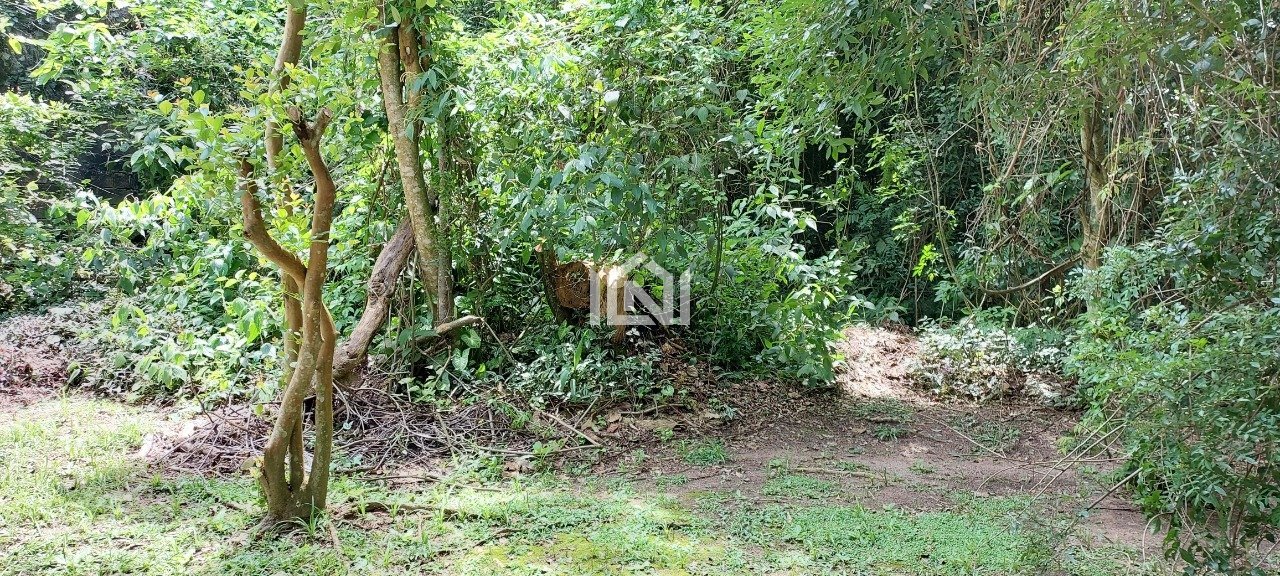 Terreno com mata nativa ainda preservada.