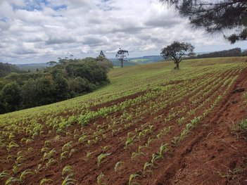agricultural em Área Rural, Área Rural de Capão Bonito - Capão Bonito - SP