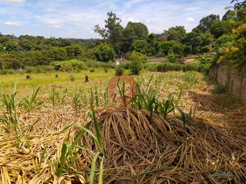 land_lot em Rua Cleuza Menegon Cancian, Chácaras São Bento - Valinhos - SP