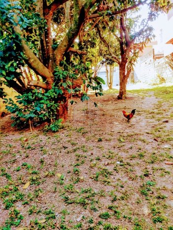 land_lot em Rua Pacajas, Vila Cosmopolita - São Paulo - SP