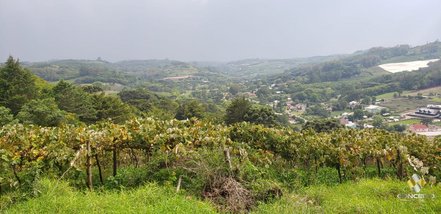 commercial_land_lot em Estrada São Pedro, Barracão - Bento Gonçalves - RS