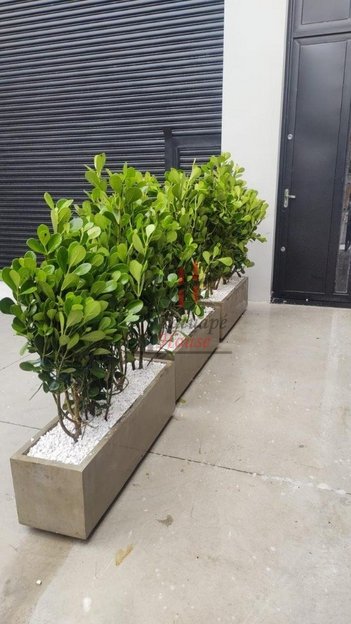 commercial_property em Rua Ibéria, Vila Formosa - São Paulo - SP