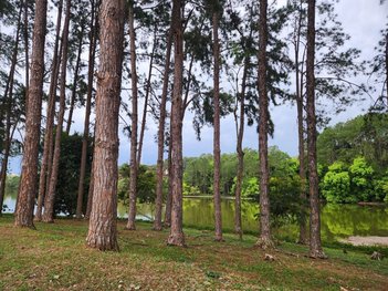 land_lot em Rodovia Oswaldo Cruz, Cataguá - Taubaté - SP