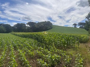 land_lot em Estrada da Cachoeira, Fazendinha - Campo Largo - PR
