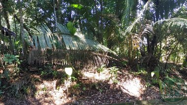 land_lot em Av. Franklin de Toledo Piza, Tenório - Ubatuba - SP