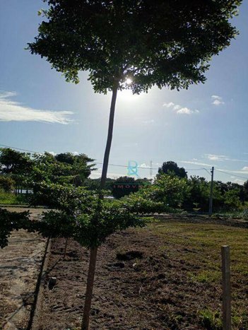 land_lot em Avenida Manoel Feliciano de Lima, Camará - Aquiraz - CE