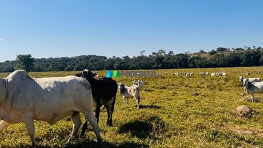 agricultural em Avenida Ary Marques Pereira, Centro - Bom Despacho - MG