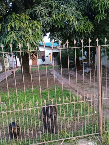 land_lot em Rua Pedro Carneiro Pereira, Novo Esteio - Esteio - RS