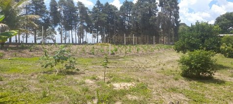 agricultural em Rua Antônio Duarte, Campo do Meio - Araçoiaba da Serra - SP