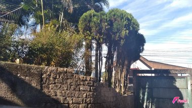 house em da Apicultura, Saco Grande - Florianópolis - SC