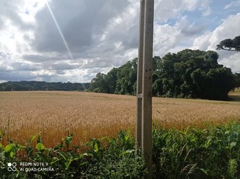 land_lot em Avenida Pedro Euzébio Lemos, Tietê - Araucária - PR
