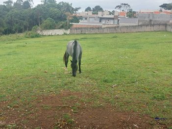 land_lot em Rua Ubiratã, Xaxim - Curitiba - PR