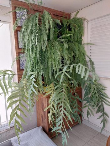 apartment em Rua Coelho Neto, Quinta da Paineira - São Paulo - SP