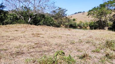 land_lot em Rodovia Mg 262, Palmeiras - Ponte Nova - MG