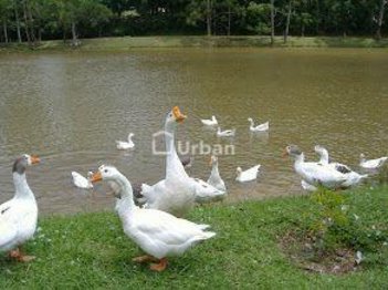 land_lot em Rua Angelia, Colonial Village (Caucaia do Alto) - Cotia - SP