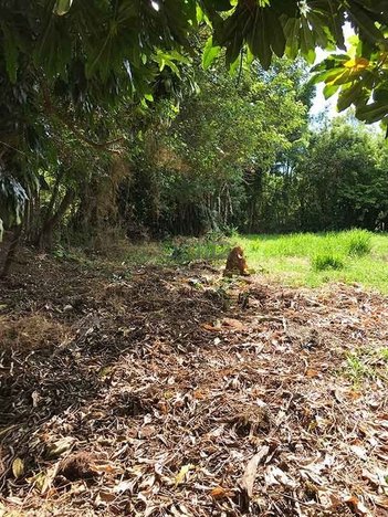 land_lot em Alberto Adolpho Fruchtenicht, Campestre - São Leopoldo - RS