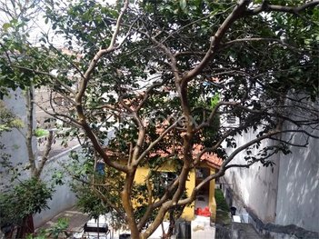land_lot em Rua Paulo de Avelar, Vila Dom Pedro I - São Paulo - SP