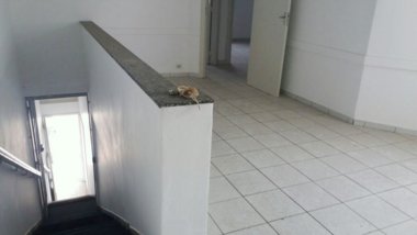 commercial_property em Hermínio Lemos, Cambuci - São Paulo - SP