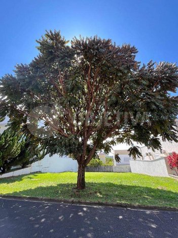 land_lot em Rua dos Pica Paus, Nova Uberlândia - Uberlândia - MG