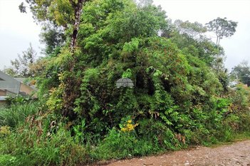 land_lot em Rua da Canafístula, Embu - Colombo - PR