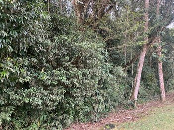 land_lot em Rua Carlos Kusma, Campestre da Faxina - São José dos Pinhais - PR