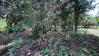 land_lot em Servidão Pedro Manoel Borba, Pântano do Sul - Florianópolis - SC