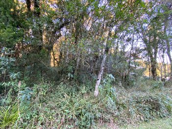 land_lot em Rodovia ERS-466, Pinheiro Grosso - Canela - RS