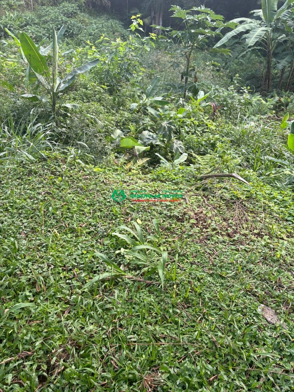IMG-20250212-WA0035