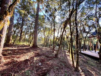 land_lot em Rodovia ERS-466, Pinheiro Grosso - Canela - RS