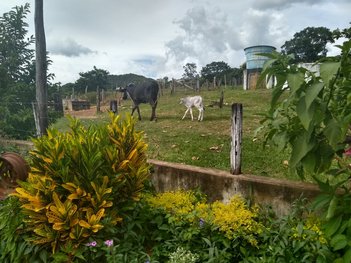 agricultural em Barreiro, Valo Fundo - Santo Hipólito - MG