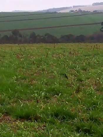agricultural em Área Rural, Área Rural de Itapeva - Itapeva - SP
