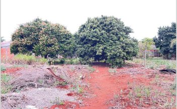 land_lot em Rua Yushimassa Demura, Vila Oliveira - Rolândia - PR