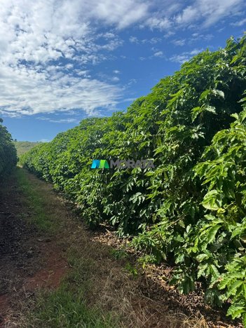 agricultural em Rua Doutor Avelino de Queiróz, Centro - Capitólio - MG