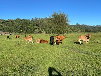 agricultural em Estrada Forquilha do Cedro, Sanga da Areia - Santa Rosa do Sul - SC