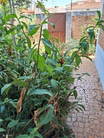 image-0