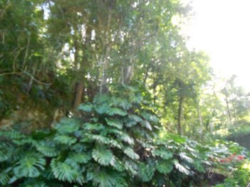 land_lot em Mata Porcos, Corrêas - Petrópolis - RJ