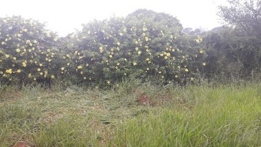 land_lot em Rodovia Anhangüera, Jardim García - Campinas - SP