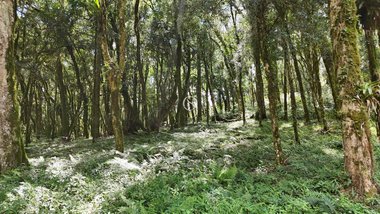 land_lot em Rodovia ERS-466, Pinheiro Grosso - Canela - RS
