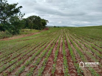 agricultural em Rua Caetano Senhorini, Vera Cruz - Sarandi - PR