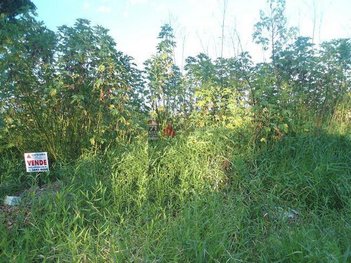 land_lot em Rua dos Gerivas, Nossa Senhora do Perpétuo Socorro - Pindamonhangaba - SP